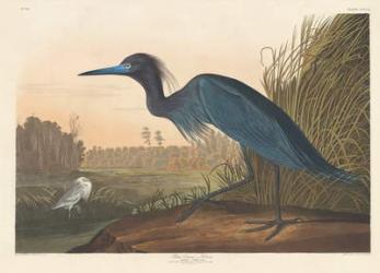 Blue Crane or Heron, 1836 (coloured engraving) | Obraz na stenu