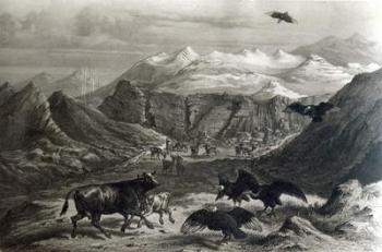 Calf being attacked by the Condors, from 'Historia de Chile'engraved by F.Lehnert, 1834 (litho) (b/w photo) photo) | Obraz na stenu