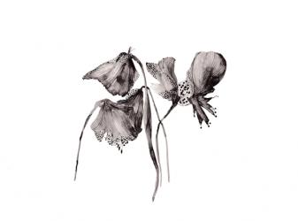 Black Petals Abstract, 2017 (watercolour) | Obraz na stenu