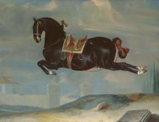 The black horse 'Curioso' performing a Capriole | Obraz na stenu