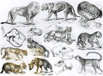 Carnivorous Animals (litho) (b/w photo) | Obraz na stenu