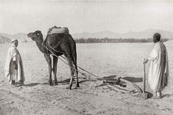 A camel plow being used in Algiers, Algeria, North Africa, in the early 20th century. From The Living Animals of the World, published c.1920. | Obraz na stenu