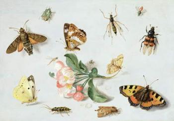 Butterflies, moths and other insects with a sprig of apple blossom (oil on copper) | Obraz na stenu