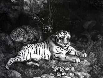 Two Tigers, 1788 (engraving) | Obraz na stenu