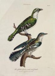 Gilded Cuckoo, Male and Female (Cuculus) (colour litho) | Obraz na stenu