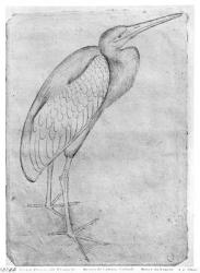 Pelican, from the The Vallardi Album (pen & ink on paper) (b/w photo) | Obraz na stenu