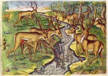 Stag Hunt, from 'Brevis Narratio...', engraved by Theodore de Bry (1528-98) 1563 (coloured engraving) | Obraz na stenu