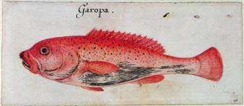 Grouper (litho) | Obraz na stenu