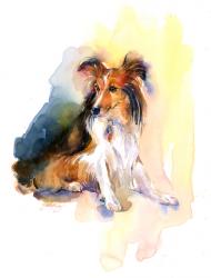 Sheltie portrait, 2015, (watercolor) | Obraz na stenu