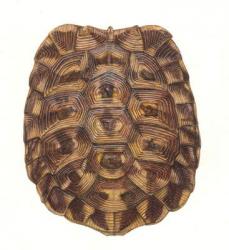 Tortoise Shell, 2005 (w/c on paper) | Obraz na stenu