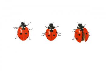 Three ladybirds, 2013 (watercolour paint and pencil) | Obraz na stenu