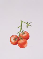 Three Tomatoes on the Vine, 1997 (w/c on paper) | Obraz na stenu