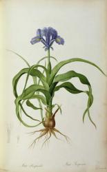 Iris Scorpioides, from `Les Liliacees', 1805 (coloured engraving) | Obraz na stenu
