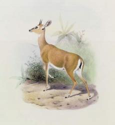 Antelope, from 'The Book of Antelopes', (colour litho) | Obraz na stenu