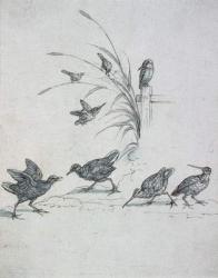 Kingfishers, Curlew and other Birds, 17th century (drawing) | Obraz na stenu