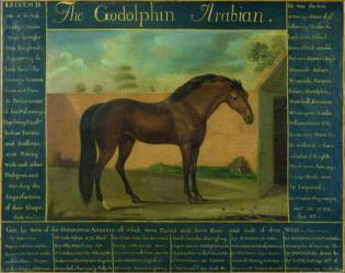 The Godolphin Arabian (oil on canvas) | Obraz na stenu