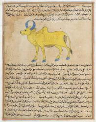 Ms E-7 fol.181b Zebu, illustration from 'The Wonders of the Creation and the Curiosities of Existence' by Zakariya'ibn Muhammad al-Qazwini (gouache on paper) | Obraz na stenu