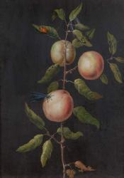 Branch of a Pear Tree | Obraz na stenu