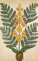 Fern with yellow flowers, plate from a seed merchants in Oisans (gouache on paper) | Obraz na stenu