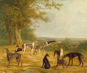Nine Greyhounds in a Landscape (oil on canvas) | Obraz na stenu