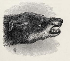 Head of snarling dog, from Charles Darwin's 'The Expression of the Emotions in Man and Animals', 1872 (litho) | Obraz na stenu