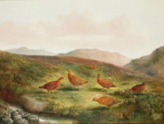 Grouse in a Moorland landscape | Obraz na stenu