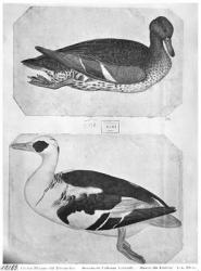 Ducks, from the The Vallardi Album (pen, ink & w/c on paper) (b/w photo) | Obraz na stenu