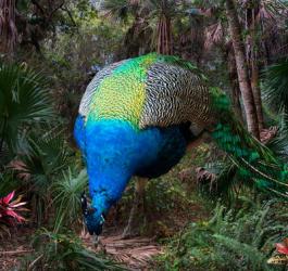 Peacock in Exotic Tropical Landscape 2 | Obraz na stenu