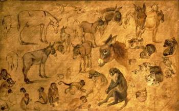 Study of Donkeys, Kittens and Monkeys, 1616 | Obraz na stenu