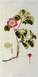 Rosa Pumila, from 'Les Roses' Vol II, 19th century (coloured engraving) | Obraz na stenu