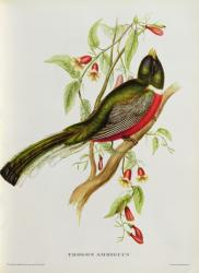 Trogon Ambiguus from 'Tropical Birds', 19th century (coloured litho) | Obraz na stenu