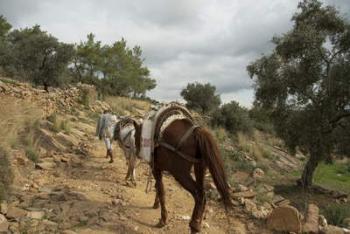 Man on path with horse in Turkey | Obraz na stenu