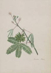 Sensitive Plant, illustration from an 'Album of Poems, Graphite Drawings & Watercolours', c.1828 (w/c on paper) | Obraz na stenu