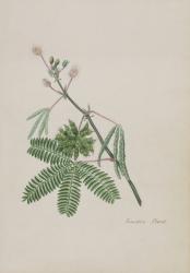 Sensitive Plant, illustration from an 'Album of Poems, Graphite Drawings & Watercolours', c.1828 (w/c on paper) | Obraz na stenu