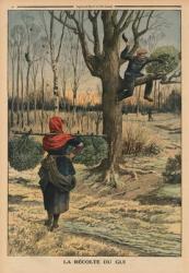 Cutting the mistletoe, back cover illustration from 'Le Petit Journal', supplement illustre, 4th January 1914 (colour litho) | Obraz na stenu