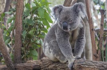 Koala, Phascolarctos cinereus (photo) | Obraz na stenu