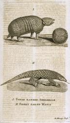 Three Banded Armadillo and Short Tailed Manis, from 'The Gentleman's Magazine', published c.1773, engraved by R. Murray (engraving) | Obraz na stenu