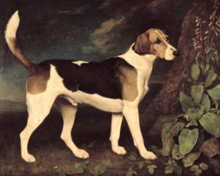 Ringwood, a Brocklesby Foxhound, 1792 (oil on canvas) | Obraz na stenu