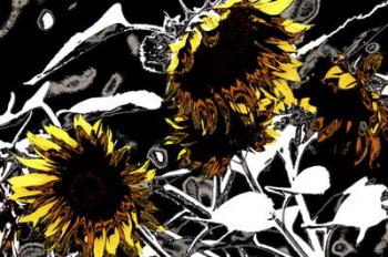 Four Sunflowers, from the series Sunflowers, 2012, (photograph) | Obraz na stenu