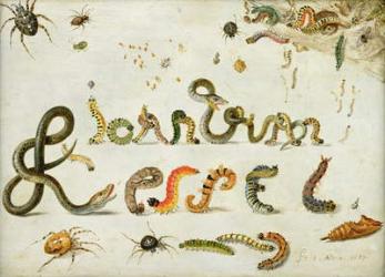 Garden and other spiders, caterpillars spell the artist's name, 1657 (oil on copper) | Obraz na stenu
