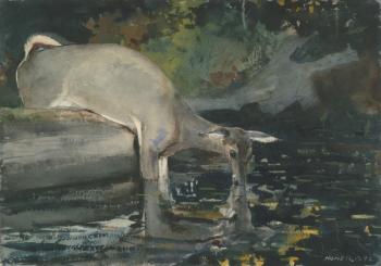 Deer Drinking, 1892 (w/c on paper) | Obraz na stenu