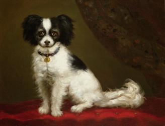 Portrait of a Spaniel | Obraz na stenu