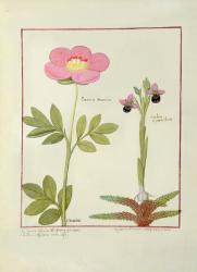 Ms Fr. Fol VI #1 Paeonia or Peony, and Orchis myanthos, illustration from 'The Book of Simple Medicines' by Mattheaus Platearius (d.c.1161) c.1470 (vellum) | Obraz na stenu