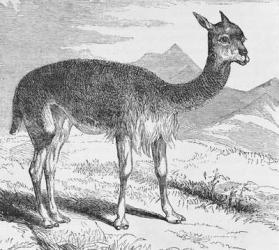 The Vicuna at the Rio de Azufre, from 'Incidents of Travel and Exploration in the Land of the Incas' by E. George Squier, pub. in 1878 (engraving) | Obraz na stenu