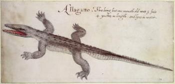Alligator (pen & ink and w/c on paper) | Obraz na stenu