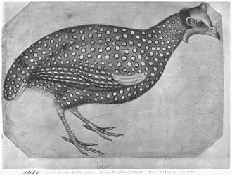 Guinea Fowl, from the The Vallardi Album (pen and ink and w/c on paper) (b/w photo) | Obraz na stenu