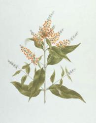 Umtar (Buddleia polystachya) (w/c over graphite on paper) | Obraz na stenu