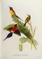 Nectarinia Gouldae from 'Tropical Birds', 19th century (colour litho) | Obraz na stenu