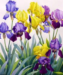 Yellow and Purple Irises (watercolour on paper) | Obraz na stenu