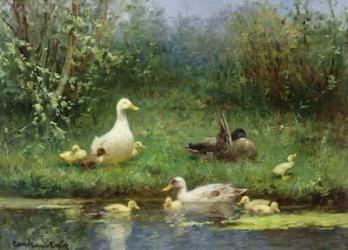 Ducks on a riverbank (oil on canvas) | Obraz na stenu